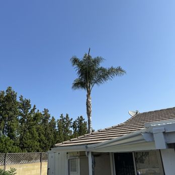 A's Tree Service - Tree Services Near Me - Placentia, California A's Tree Service - Tree Services Near Me - Placentia, California