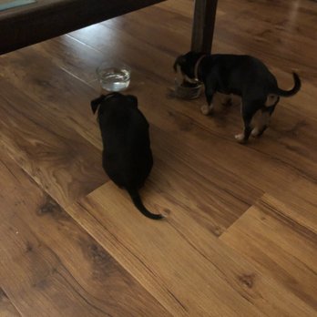 Apollo Support & Rescue - Mmmmm dinner time - Pet Adoption Near Me - Justin, Texas