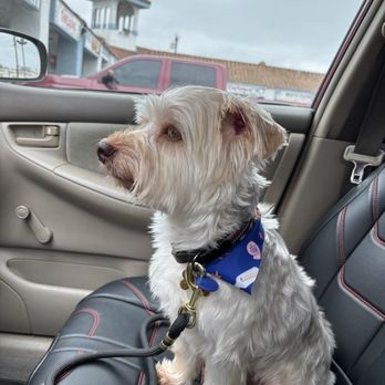 MVP Dog Grooming & Boarding  - after! :) - Pet Groomers Near Me - Anaheim, California