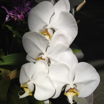 Foster Botanical Garden - White Moth (Phalaenopsis) orchid. So pretty. - Botanical Gardens Near Me - Honolulu, Hawaii Foster Botanical Garden - White Moth (Phalaenopsis) orchid. So pretty. - Botanical Gardens Near Me - Honolulu, Hawaii