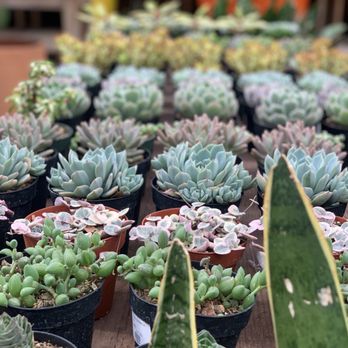 Succulence - Team Building Activities Near Me Succulence - Team Building Activities Near Me