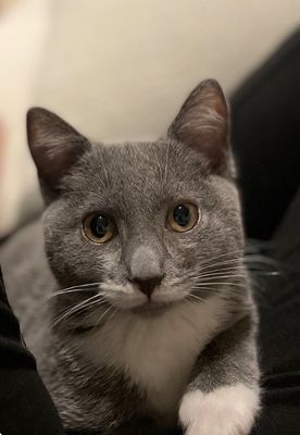 Mission Viejo Animal Services Center