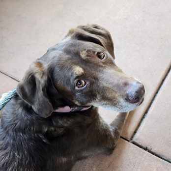 Two Brothers Tap House - Our Maisie on the patio. - Brewpubs Near Me - Warrenville, Illinois Two Brothers Tap House - Our Maisie on the patio. - Brewpubs Near Me - Warrenville, Illinois