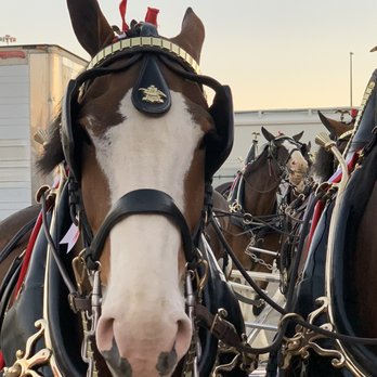 Le Krewe D'Etat Parade - Say Cheese!! Photobombed by his buddy! LOL - Local Flavor Near Me Le Krewe D'Etat Parade - Say Cheese!! Photobombed by his buddy! LOL - Local Flavor Near Me