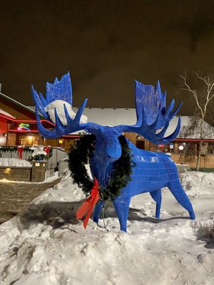 Blue Moose Bar & Grill by null
