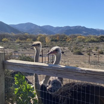 Ostrichland USA - Ostriches! - Attraction Farms Near Me - Solvang, California