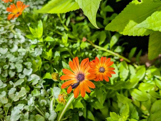 Buffalo and Erie County Botanical Gardens by null