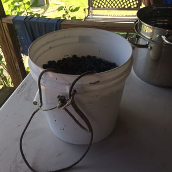 Moorhead's Blueberry Farm - Lots of blueberries! - Pick Your Own Farms Near Me - Conroe, Texas Moorhead's Blueberry Farm - Lots of blueberries! - Pick Your Own Farms Near Me - Conroe, Texas