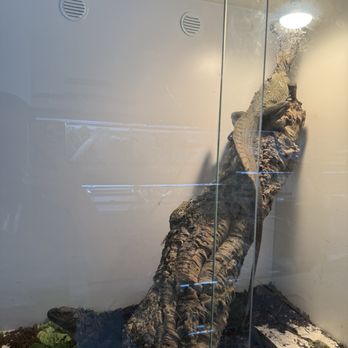 The Reptile Lounge - Sailfin dragon - Reptile Shops Near Me - West Covina, California The Reptile Lounge - Sailfin dragon - Reptile Shops Near Me - West Covina, California
