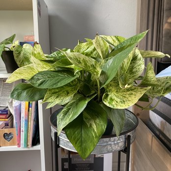 Duncheon's Nursery - Queen marble Pothos - Nurseries & Gardening Near Me - Land O Lakes, Florida Duncheon's Nursery - Queen marble Pothos - Nurseries & Gardening Near Me - Land O Lakes, Florida