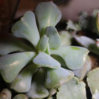 Grow Something - Beautiful succulents and succulent clippings from Grow Something! - Nurseries & Gardening Near Me - St. Thomas, Ontario Grow Something - Beautiful succulents and succulent clippings from Grow Something! - Nurseries & Gardening Near Me - St. Thomas, Ontario