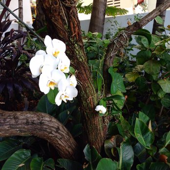 Cecconi's Miami Beach - Orchids out front - Italian Near Me - Miami Beach, Florida