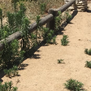Stone Canyon Overlook - Scurrying lizard - Parks Near Me - Beverly Hills, California