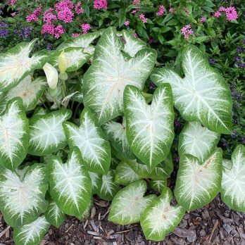 Atlanta Botanical Garden - Botanical Gardens Near Me - Gainesville, Georgia
