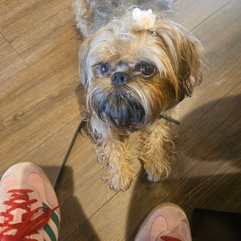 GiGi's Cafe - Dog...proof that it's dog friendly - Cafes Near Me - Cedar Grove, New Jersey