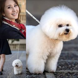 Blue Dogs Grooming - Bichon and Masako