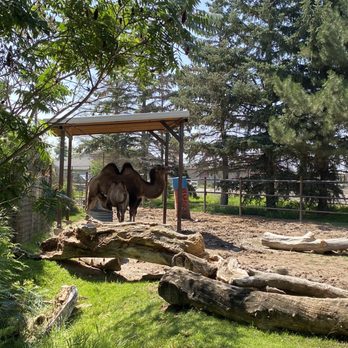 Idaho Falls Zoo - Zoos Near Me - Idaho Falls, Idaho Idaho Falls Zoo - Zoos Near Me - Idaho Falls, Idaho