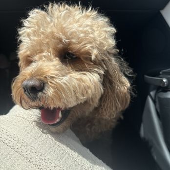 PetSmart - Pet Stores Near Me - Chula Vista, California
