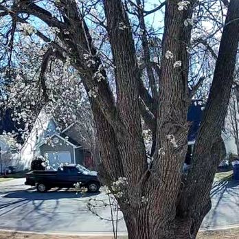 Trees Unlimited - Tree Services Near Me Trees Unlimited - Tree Services Near Me