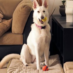 Ve-Lin's White German Shepherds