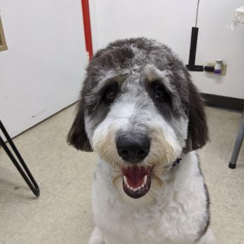 Happy Tails & Trails - After her haircut - Pet Sitting Near Me - Chicago, Illinois