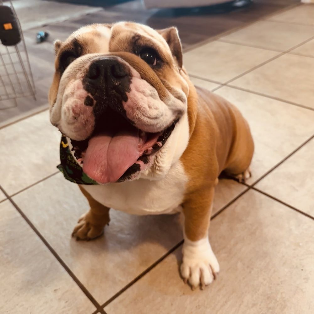 Pet Beloved - Happy and clean girl - Pet Groomers Near Me - San Diego, California Pet Beloved - Happy and clean girl - Pet Groomers Near Me - San Diego, California