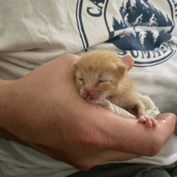 Pet Supermarket - Baby kitten - Pet Groomers Near Me - Greenville, South Carolina Pet Supermarket - Baby kitten - Pet Groomers Near Me - Greenville, South Carolina