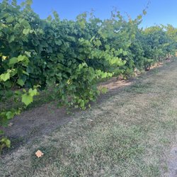 Burr Vineyards