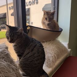 Kitty Kingdom Cat Cafe