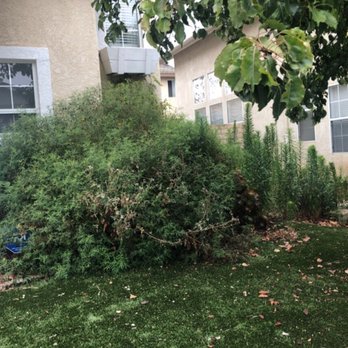 Higos Lawncare - BEFORE - Landscaping Near Me - Oxnard, California
