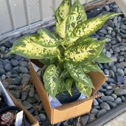 Ron's - Dumb Cane