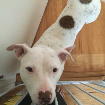 Cause & Effect Dog Training - My newly rescued dog - separated from the cat by a baby gate - Pet Training Near Me Cause & Effect Dog Training - My newly rescued dog - separated from the cat by a baby gate - Pet Training Near Me