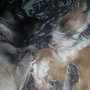 Photo of Alden Animal Hospital