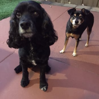 Sky's the Limit Pet Service - One of the many pics Aki sent me of my boys during one of her visits - Dog Walkers Near Me Sky's the Limit Pet Service - One of the many pics Aki sent me of my boys during one of her visits - Dog Walkers Near Me