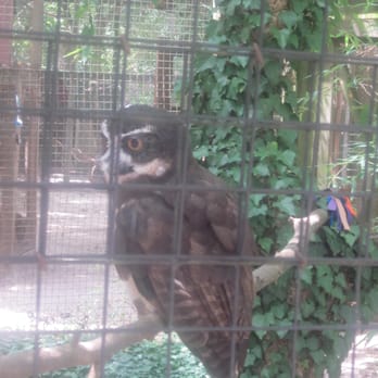 Cohanzick Zoo - Spectacled Owl - Zoos Near Me - Bridgeton, New Jersey