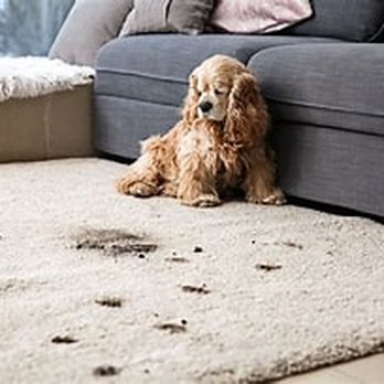 Absolutely Clean Carpet Upholstery Cleaning - Carpet Cleaning Near Me Absolutely Clean Carpet Upholstery Cleaning - Carpet Cleaning Near Me