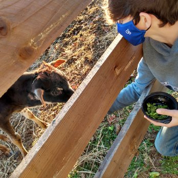 Triad Play - Feeding the baby cow (calf) - Private Tutors Near Me - Greensboro, North Carolina Triad Play - Feeding the baby cow (calf) - Private Tutors Near Me - Greensboro, North Carolina