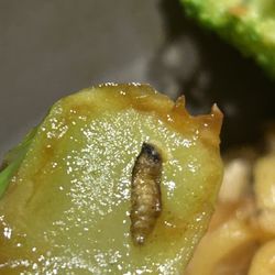 P.F. Chang's - Maggot
