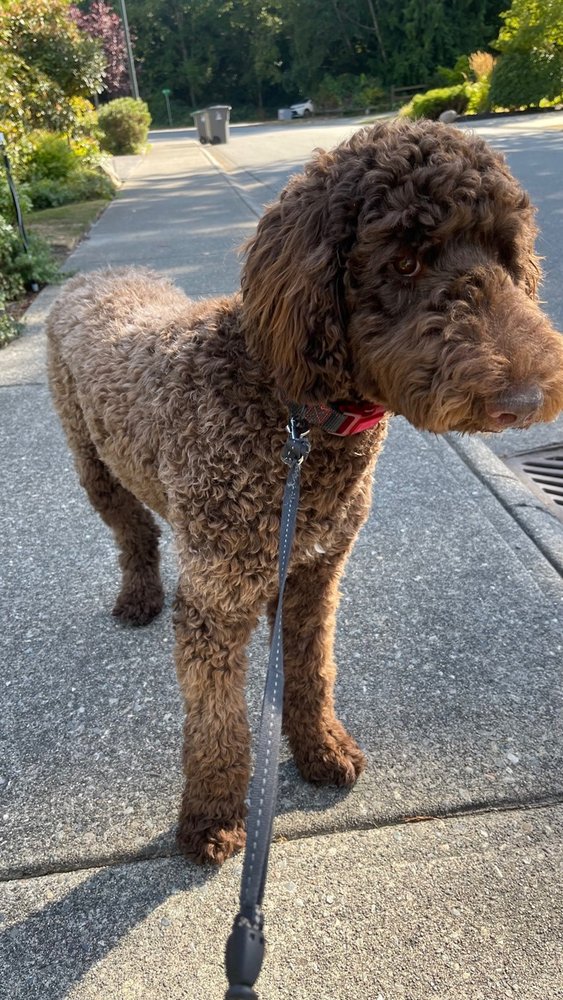 PETSMART Updated August 2024 15765 Croydon Dr, Unit108, Surrey