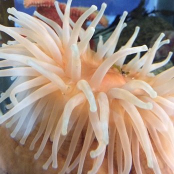 Explore the Ocean World - Aquariums Near Me - Hampton, New Hampshire