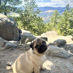 Aspen Arbor Animal Hospital - My sweet Rocco.