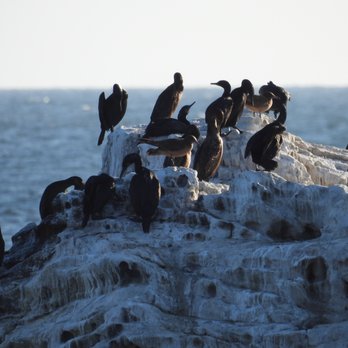 Bird Rock - Beaches Near Me - Laguna Beach, California