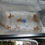 Photo of Aqua Star Pet Shop