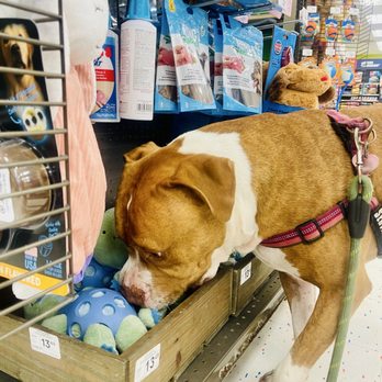 Petco - Browsing the new merch - Pet Stores Near Me - Glendale, California Petco - Browsing the new merch - Pet Stores Near Me - Glendale, California
