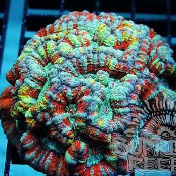 Supreme Reefs - Local Fish Stores Near Me - Fairfax, Virginia