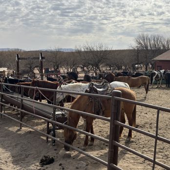 Tombstone Monument Guest Ranch - Horses getting a drink and waiting for the green horns, dudes. - Guest Houses Near Me - Tombstone, Arizona
