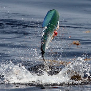 Tide Down Sportfishing - Fishing Near Me - Charleston, South Carolina Tide Down Sportfishing - Fishing Near Me - Charleston, South Carolina