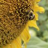 Guthrie Pumpkin Farm and Corn Maze gift card