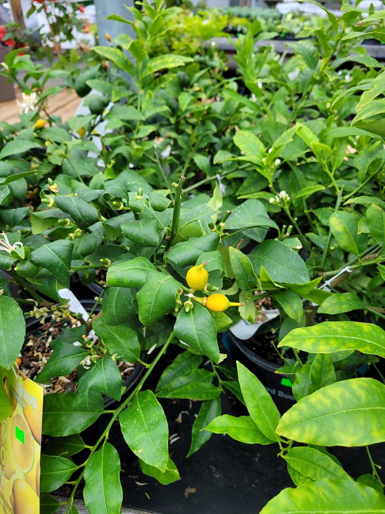 WING WONG’S NURSERY Updated 2024 22 Photos & 11 Reviews 4892