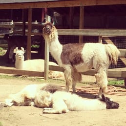 Llama drama Llama drama